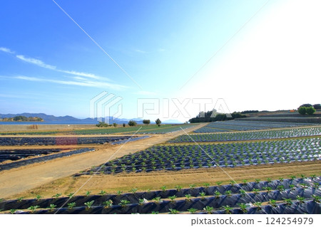 Cabbage fields on the seaside Cabbage fields on the seaside 124254979