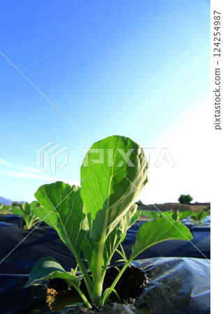 Cabbage 1-2 weeks old 124254987