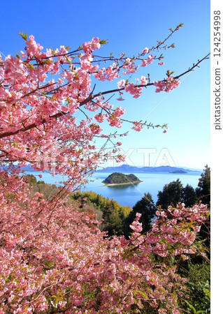 3 月,大芝島的河津櫻花盛開 3 月,大芝島的河津櫻花盛開 124254998