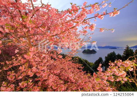 大芝島的河津櫻花在月夜綻放 124255004