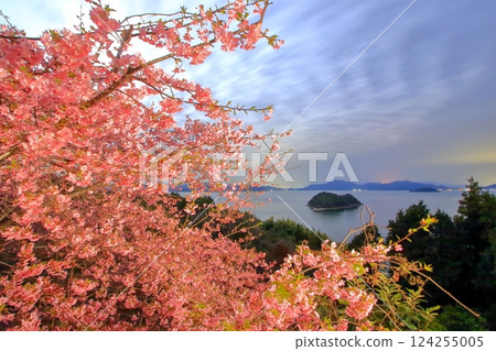 Oshiba Island with Kawazu cherry blossoms in the moonlight Oshiba Island with Kawazu cherry blossoms in the moonlight 124255005