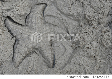 海灘上的海星圖案 124255113