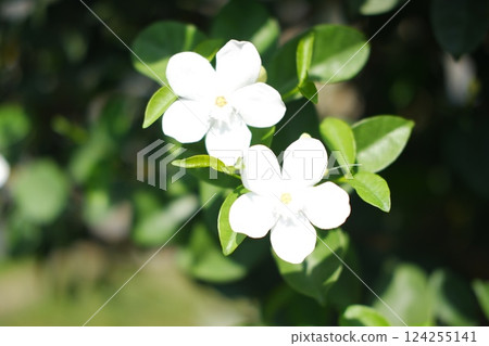 highlighting the flowers as the main focus of the image 124255141