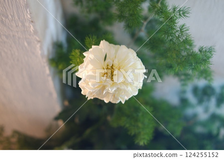 Elegant White Flower Blooms in Soft Light Elegant White Flower Blooms in Soft Light 124255152