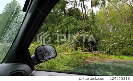 View from a moving car of the aftermath of a hurricane. Many fallen trees on road after summer storm. Uprooted, fallen trees, tempest. Tree lie near roadway typhoon. Row of cars is driving along road View from a moving car of the aftermath of a hurricane. Many fallen trees on road after summer storm. Uprooted, fallen trees, tempest. Tree lie near roadway typhoon. Row of cars is driving along road 124255216