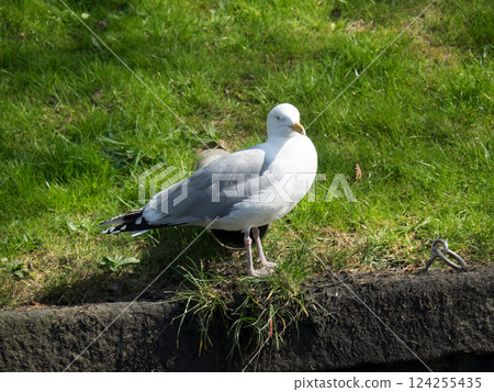 the city of Haarlem in the netherlands 124255435