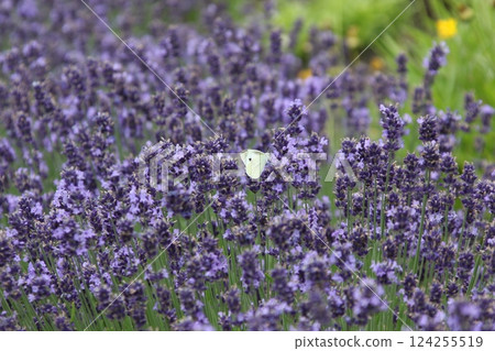 Lavender field Lavender Furano 124255519