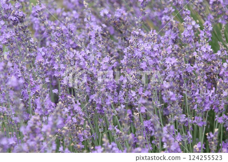 薰衣草田薰衣草富良野 薰衣草田薰衣草富良野 124255523