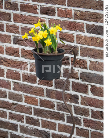 Haarlem city in the netherlands Haarlem city in the netherlands 124255565