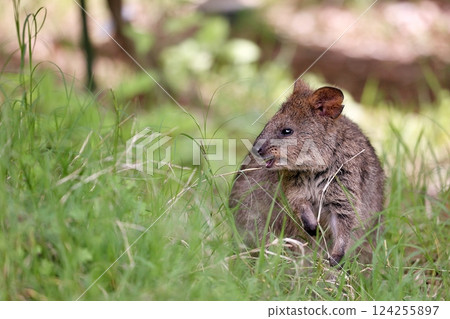 Quokka eating weeds in the grass Quokka eating weeds in the grass 124255897