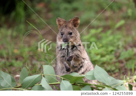 Quokka eating leaves 124255899