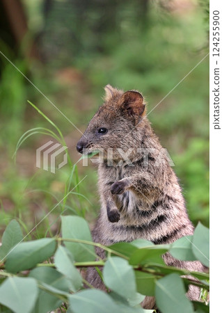 Quokka lying sideways eating leaves 124255900