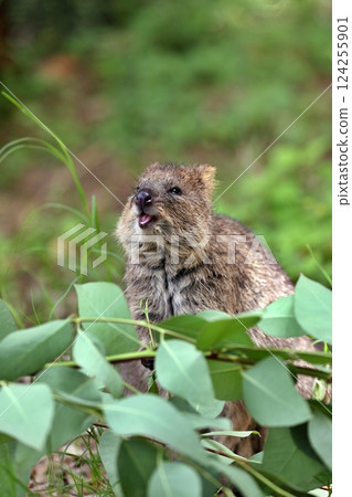 Smiling quokka looking up 124255901