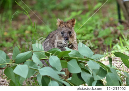 微笑短尾矮袋鼠吃樹葉 微笑短尾矮袋鼠吃樹葉 124255902