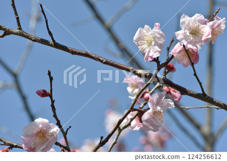 Daihonzan Zuishin-in Temple Ono Plum Garden - Plum blossoms in a clear day (Yamashina Ward, Kyoto City) Daihonzan Zuishin-in Temple Ono Plum Garden - Plum blossoms in a clear day (Yamashina Ward, Kyoto City) 124256612
