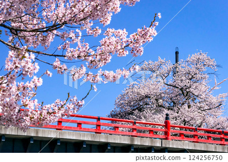 210411 Nakahashi Sakura g014 210411 Nakahashi Sakura g014 124256750