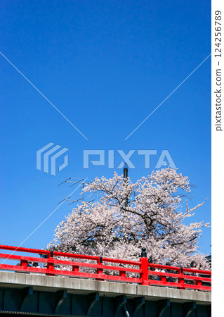 210411 中橋櫻 z256 124256789