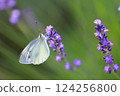 Lavender and cabbage white butterfly 124256800