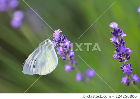 Lavender and cabbage white butterfly Lavender and cabbage white butterfly 124256800