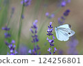 Lavender and cabbage white butterfly 124256801