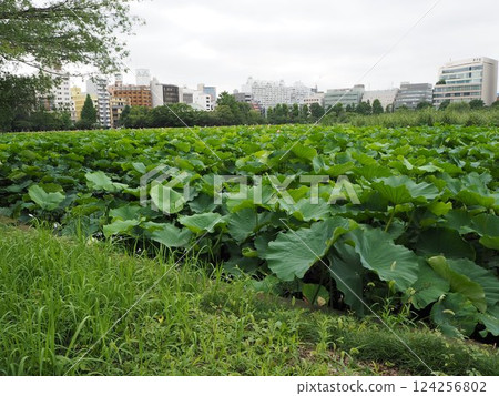 與荷花池的風景 與荷花池的風景 124256802