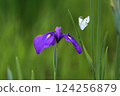 Iris and cabbage white butterfly 124256879