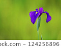 Iris 124256896