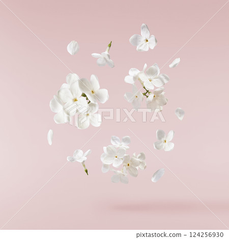Fresh lilac blossom, Beautiful white lilac flowers falling in the air isolated on pink background. Zero gravity or levitation spring flowers conception, high resolution image Fresh lilac blossom, Beautiful white lilac flowers falling in the air isolated on pink background. Zero gravity or levitation spring flowers conception, high resolution image 124256930