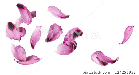 Beautiful Pink Suffruticosa Tree Peony petals falling in the air isolated on white background. High resolution, zero gravity or levitation concept. 124256932