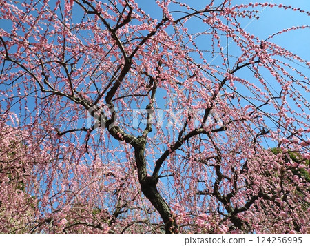 The plump plum blossoms against the blue sky The plump plum blossoms against the blue sky 124256995