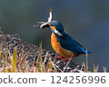 Kingfisher with a big fish 124256996