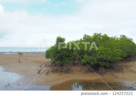 石垣島名倉灣的紅樹林景觀 石垣島名倉灣的紅樹林景觀 124257223