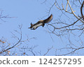 A Hokkaido squirrel jumping from branch to branch 124257295