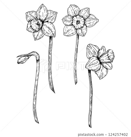 Set of hand drawn daffodils in various bloom stages, sketched with ink. Ideal for spring-themed projects, gardening guides, floral education, packaging, seed catalogs and botanical art collections 124257402