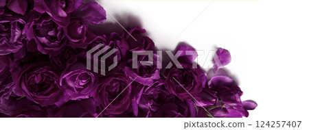 Red roses on a white background 124257407