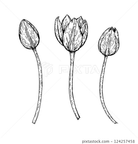 Hand drawn tulip buds in ink style, isolated on white. Floral sketch suitable for spring festival promotions, gardening materials, flower market branding, educational projects and botanical themes. 124257458