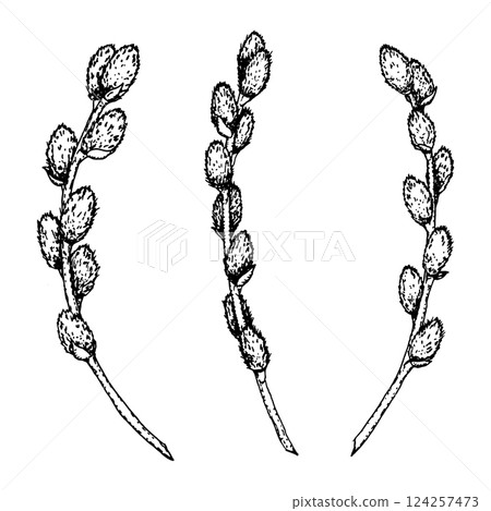 Black and white ink drawing of three pussy willow branches. Hand-drawn spring botanical illustration for seasonal cards, invitations, packaging, nature-themed designs, religious celebration materials. 124257473