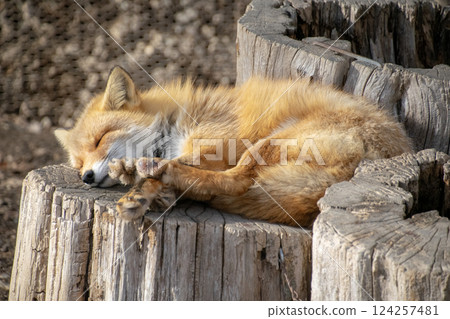 A red fox taking a nap on a stump 1 A red fox taking a nap on a stump 1 124257481