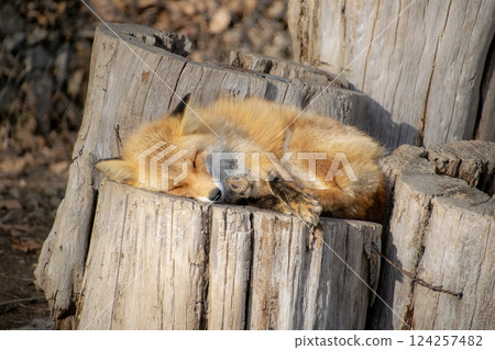Red fox taking a nap on a stump 2 Red fox taking a nap on a stump 2 124257482