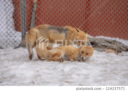 Two foxes playing together 3 Two foxes playing together 3 124257571
