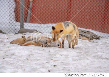 Two foxes playing together 2 Two foxes playing together 2 124257572