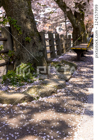 200427 Nakahashi Sakura z014 200427 Nakahashi Sakura z014 124257999