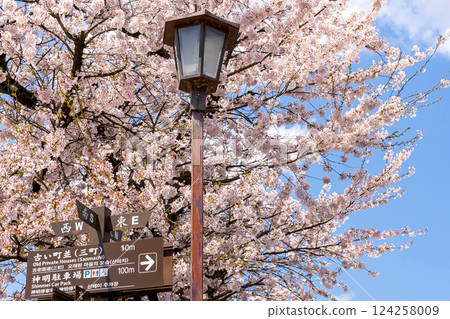 200427 Nakahashi Sakura z072 200427 Nakahashi Sakura z072 124258009