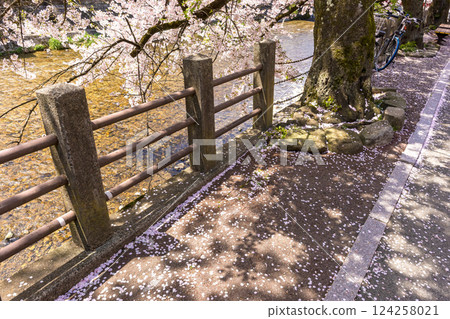 200427 中橋櫻 z101 200427 中橋櫻 z101 124258021