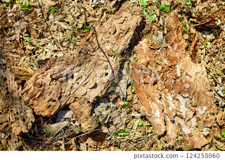Natural forest floor featuring leaves, moss, and tree bark in bright sunlight during a clear day in spring Natural forest floor featuring leaves, moss, and tree bark in bright sunlight during a clear day in spring 124258060