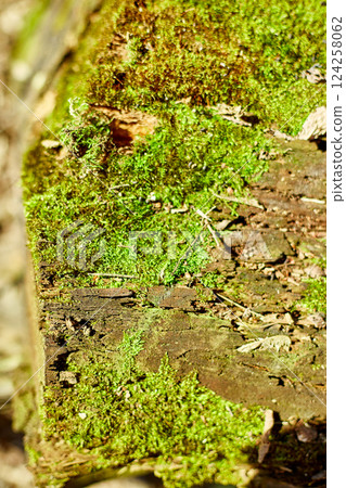 Moss and lichen covering a weathered tree trunk in a sunlit forest during late spring 124258062