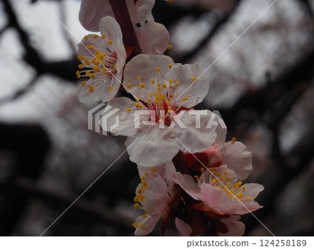 Plum blossoms with dew still remaining Plum blossoms with dew still remaining 124258189