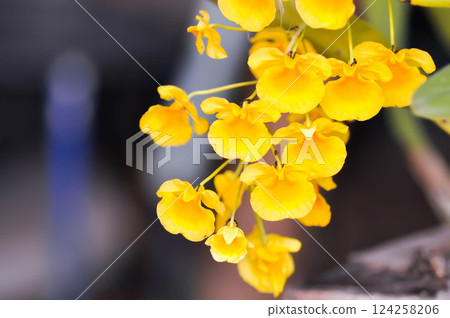 yellow orchid, orchid or ORCHIDACEAE flower or Dendrobium lindleyi Steud or Dendrobium lindleyi yellow orchid, orchid or ORCHIDACEAE flower or Dendrobium lindleyi Steud or Dendrobium lindleyi 124258206