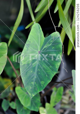 Colocasia esculenta, Lemon Lime Gecko or Colocasia Colocasia esculenta, Lemon Lime Gecko or Colocasia 124258208