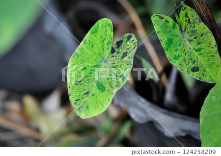 Alocasia, Alocasia mohito or Mojito Alocasia or tricolor alocasia or black and green leaf Alocasia, Alocasia mohito or Mojito Alocasia or tricolor alocasia or black and green leaf 124258209